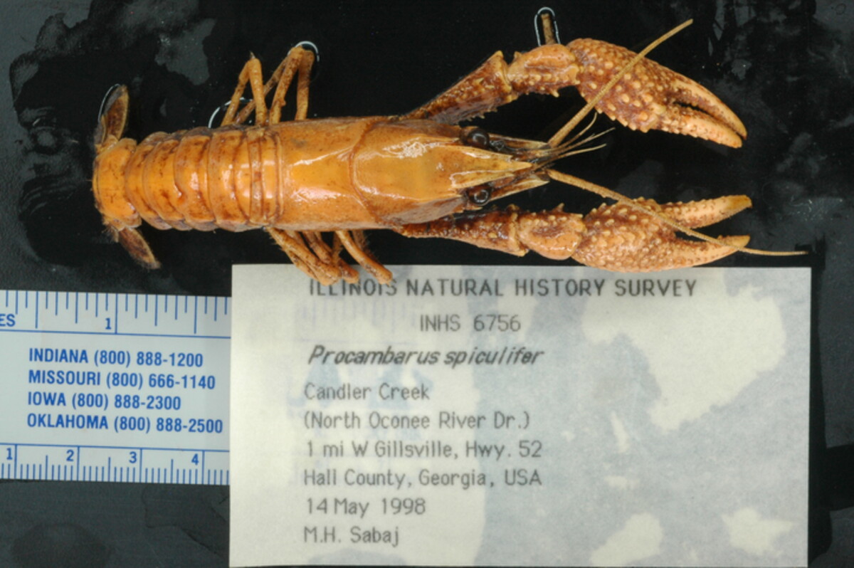 Procambarus spiculifer image